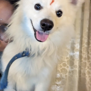 Missing: White Male Pomeranian Dog from Narandra Nagar colony, Ameenpur, Hyderabad-2