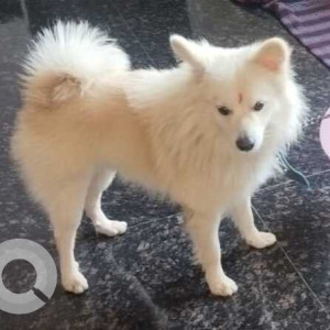 Missing: White Male Pomeranian Dog from Narandra Nagar colony, Ameenpur, Hyderabad