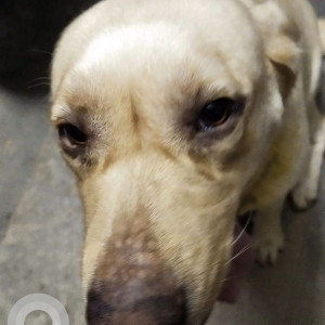 Found: White Female Labrador Dog from Dammaiguda in Hyderabad-2