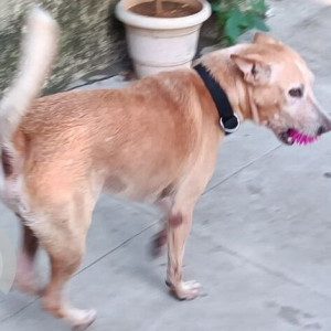 Missing: Brown Male Indie Dog from Tambaram Mapped-3