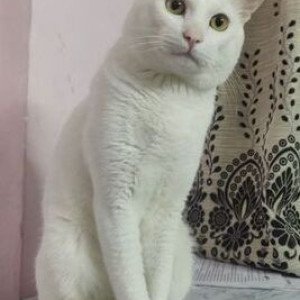 Found: White Male Indie Cat from CPWD Complex, 27th main road, HSR Layout, Bangalore