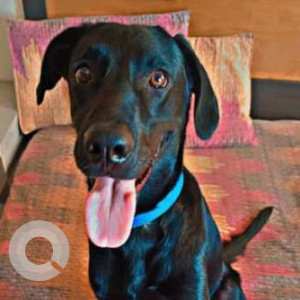 Missing: Black Male Labrador mix Dog from Nilothi Mode near Choudhary garden Nangloi-2