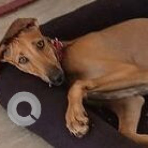 Missing: Brown Female Chippiparai Dog from Gladway Houses, opposite D-Mart, Avaniapuram Bypass Road