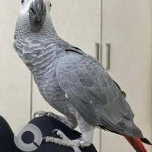 Missing: Grey Male African Grey Parrot Bird from Orlem, Malad West-2