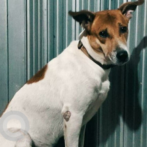 A White-Brown Mix Indie Dog Missing from Zone 4, Mumbai