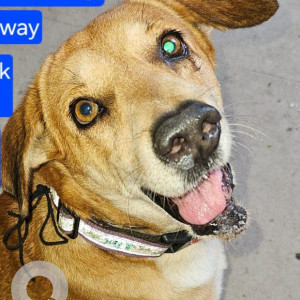 Missing: Brown Male Indie Dog from Shivaji Park Dadar