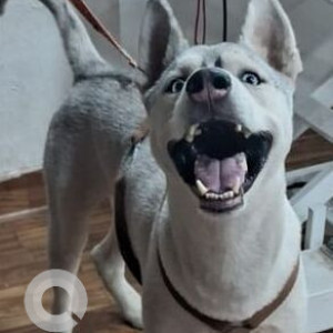Missing: White and Grey Male Siberian Husky Dog from Ramnagar Colony, Bavdhan, Chandni Chowk