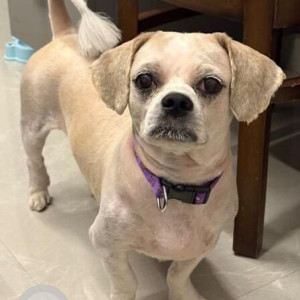 A White Shih Tzu Dog Missing from New Hari Enclave, Kharar