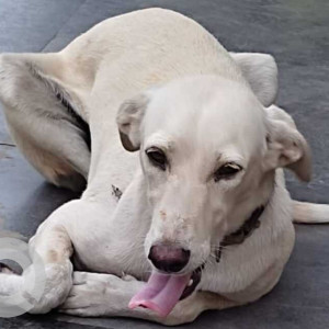 Missing: White Female Indie Dog from D Y Patil college, Ravet