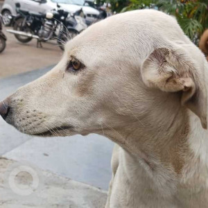 Missing: White Female Indie Dog from D Y Patil college, Ravet-2