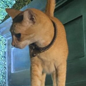 Found: White-Brown Mix Female Indie Cat from D N Nagar, Andheri west-2