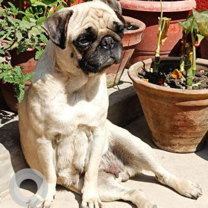 Found: White Female Pug Dog from Dallu, jansewa marga