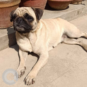 Found: White Female Pug Dog from Dallu, jansewa marga-2