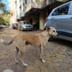 Missing: Brown Male Indie Dog from Building 67, Tilak Nagar, Chembur-2