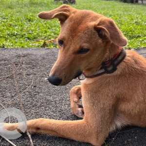 Missing: Brown Female Indie Dog from Colva, Goa