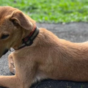 Missing: Brown Female Indie Dog from Colva, Goa-2