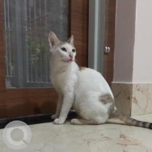 Missing: White and Grey Female Indie Cat from Reba Agarwal Path, Beside Nurture  International School-2