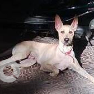 Found: White Male Indie Dog from Shyam Gokul Garden building, Thakur Complex, Kandiwali East-2