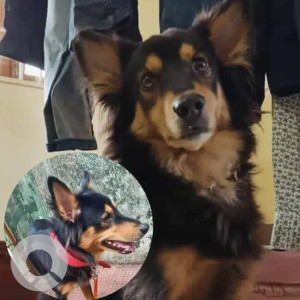 A Black and Brown German Shepherd Dog Missing from Bardez, Marra