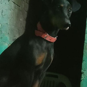 A Black and Brown Doberman Dog Missing from Madipakkam, Chennai-2