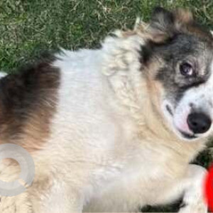 Missing: White-Brown Mix Female Indie Dog from New Ashok Nagar, Delhi-2