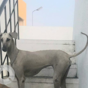 Missing: White Female Chippipaarai Dog from Indra Nagar Airforce Road