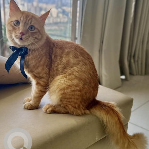 Missing: Orange Male Indie Cat from Hadapsar Pune amanora park town-2