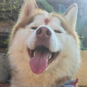 Missing: White-Brown Mix Male Husky Dog from Manamaiju, Rosemary school naijikai