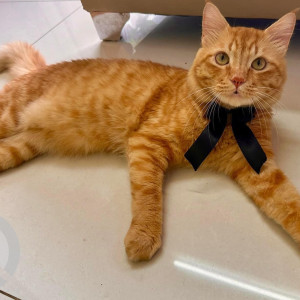 Missing: Orange Male Indie Cat from Hadapsar Pune amanora park town