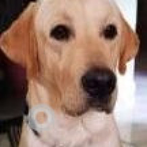 Missing: Brown Male Labrador Dog from Shri datta residency, Bombay colony, Dapodi-3