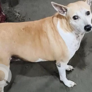 A White-Brown Mix Indie Dog Found from Barsapara, Guwahati