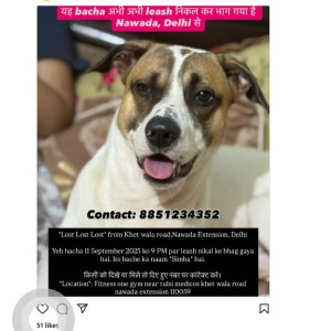 Missing: Golden Male Labrador Dog from Banashankari