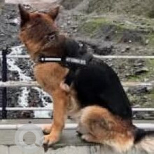 A Black and Brown German Shepherd Dog Missing from Delta III, Greater Noida-2