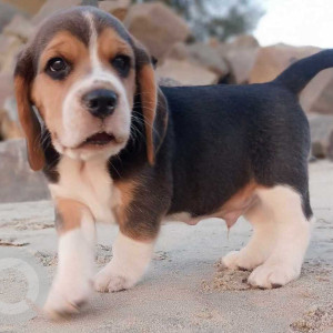 Missing: White-Brown Mix Male Beagle Dog from Veliyanoor, Ramanchira madom lane, Near Rashtradeepika, Thrissur, Kerala-2