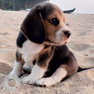 Missing: White-Brown Mix Male Beagle Dog from Veliyanoor, Ramanchira madom lane, Near Rashtradeepika, Thrissur, Kerala-3