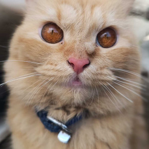 Missing: Orange Male Persian Cat from Anand park wadgaonsheri pune