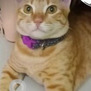 Missing: Orange Male Indie Cat from Adam Street, Mylapore, Chennai-2