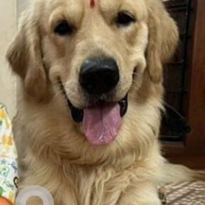 Missing: White Male Golden Retriever Dog from Ashok Nagar, Thanjavur