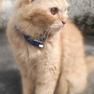 Missing: Orange Male Persian Cat from Anand park wadgaonsheri pune-2