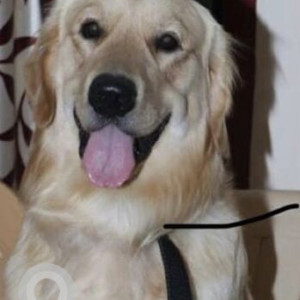 Missing: White Male Golden Retriever Dog from Ashok Nagar, Thanjavur-3