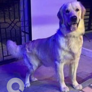 Missing: White Male Golden Retriever Dog from Ashok Nagar, Thanjavur-4