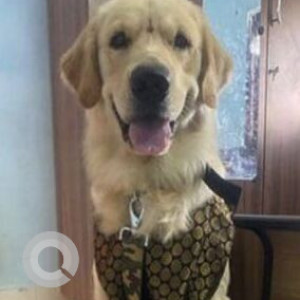 Missing: White Male Golden Retriever Dog from Ashok Nagar, Thanjavur-2