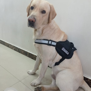 Missing: White Male Labrador Retriever Dog from District Park near Rohini Heights Apartment, Sector-29, Rohini, Delhi