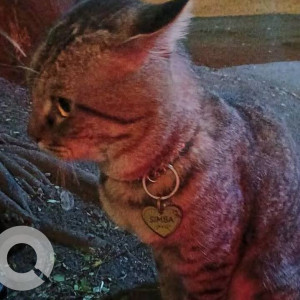 A White and Grey Indie Cat Found from Bandra West, Mumbai