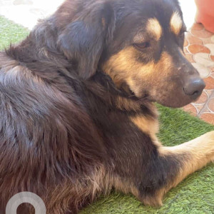 Missing: Black and Brown Male Tibetan Mastiff Dog from Crossroad Mall, Dehradun-2