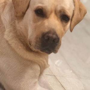 A White Labrador Dog Missing from Wanawadi, Pune-2