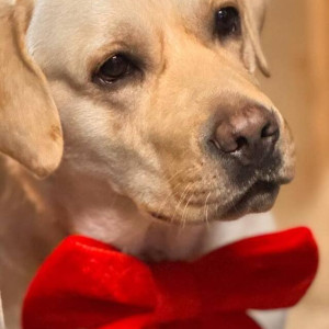 A White Labrador Dog Missing from Wanawadi, Pune