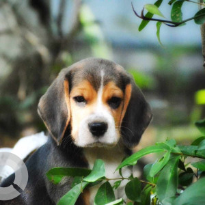 Missing: White-Brown Mix Male Beagle Dog from Veliyanoor, Ramanchira madom lane, Near Rashtradeepika, Thrissur, Kerala