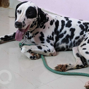 Black and Brown Male Dalmatian Dog is Found from Siolim