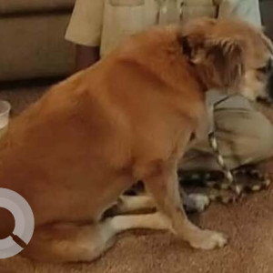 A White-Brown Mix Indie Dog Missing from Marine Lines, Mumbai